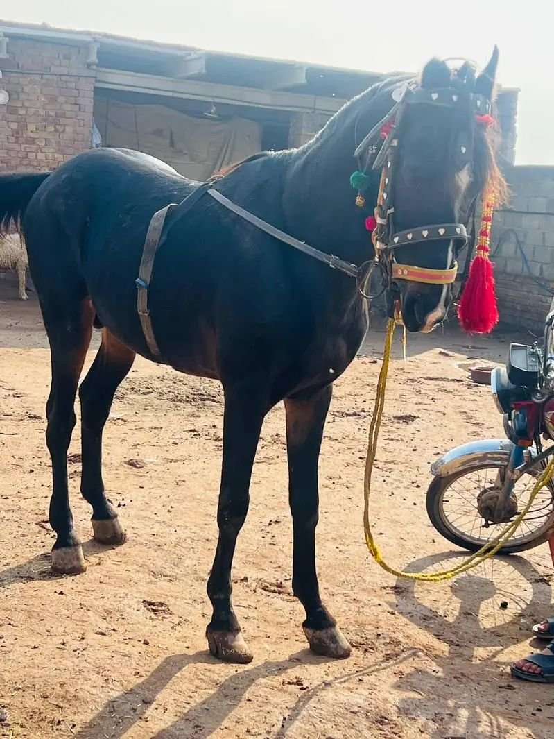 Black horse for sale