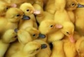 Ducks babies for sale