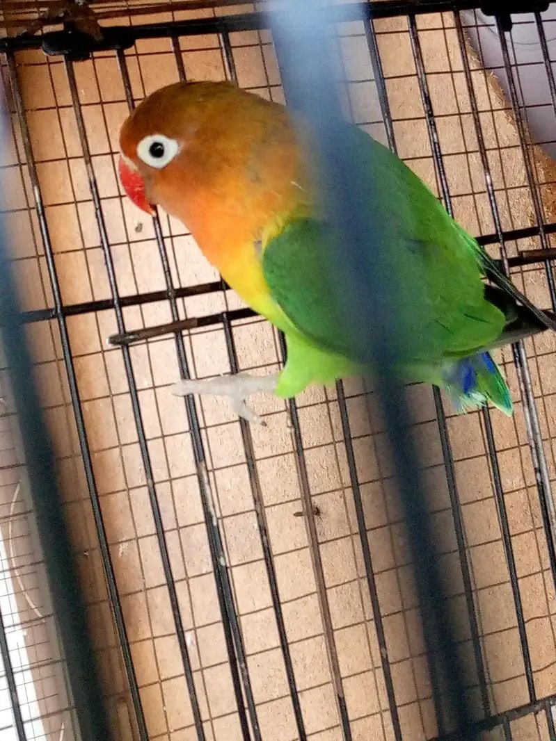 Fisher and jawa,zebra finches