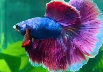 9ae9b141-6213-4c98-84bd-abde4e1394da