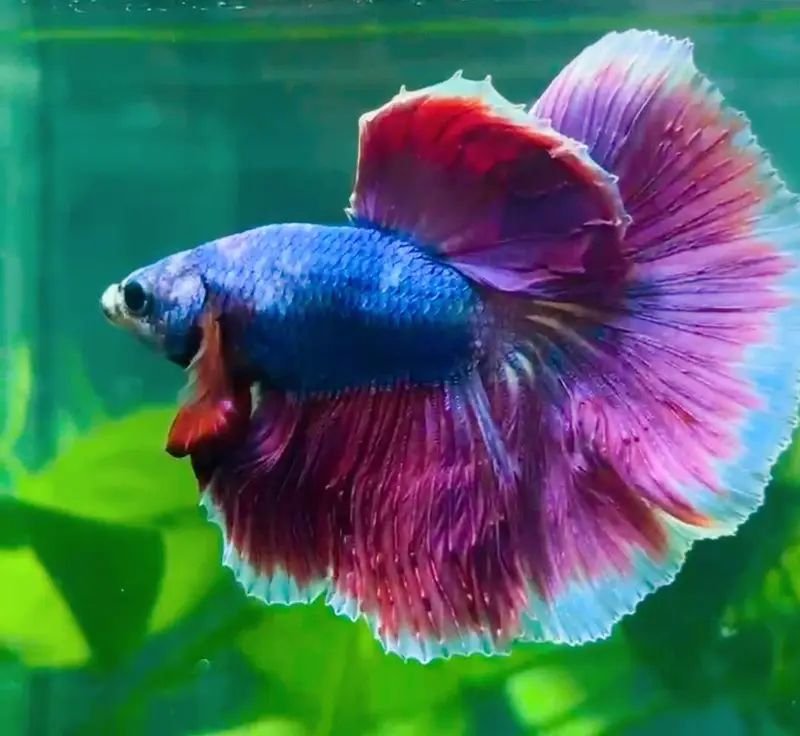 Betta fish
