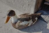 Desi ducks for sale