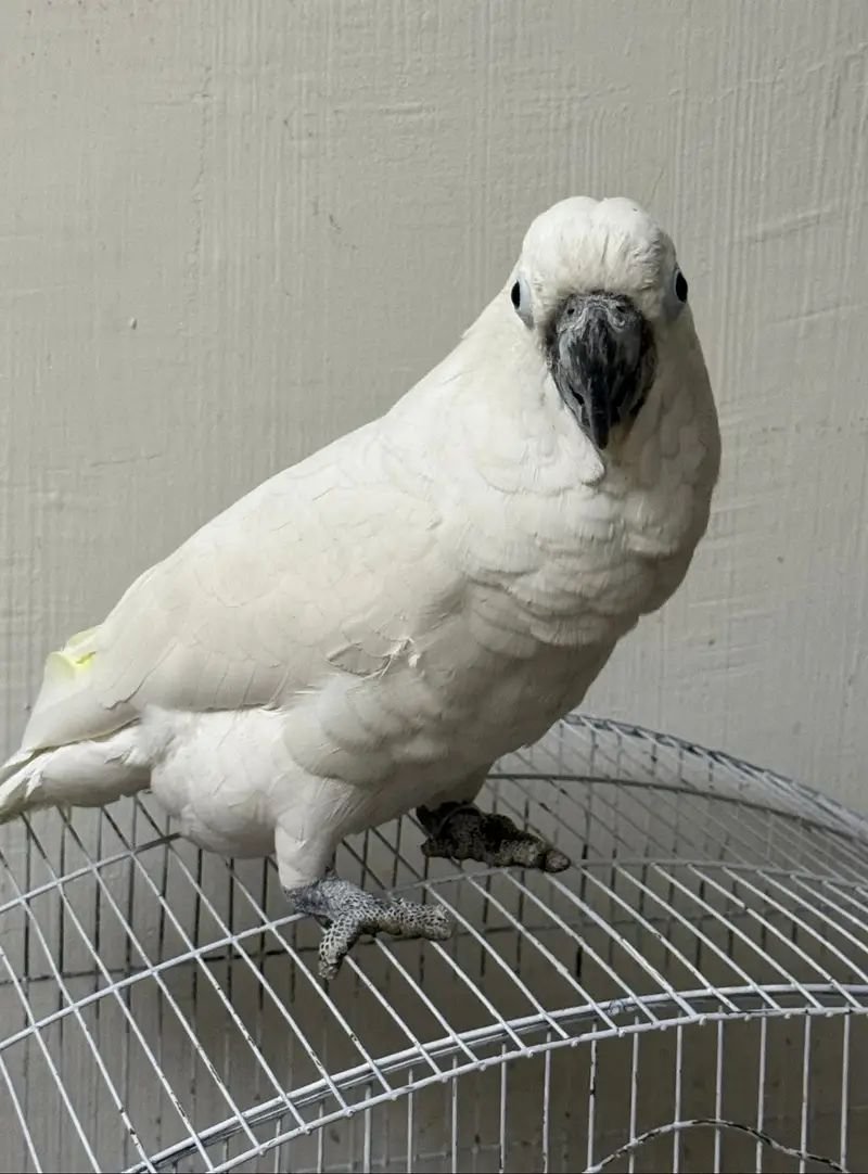 Cockatoo bird