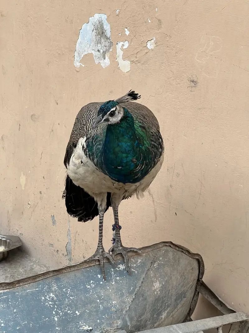 Indian peacock for sale