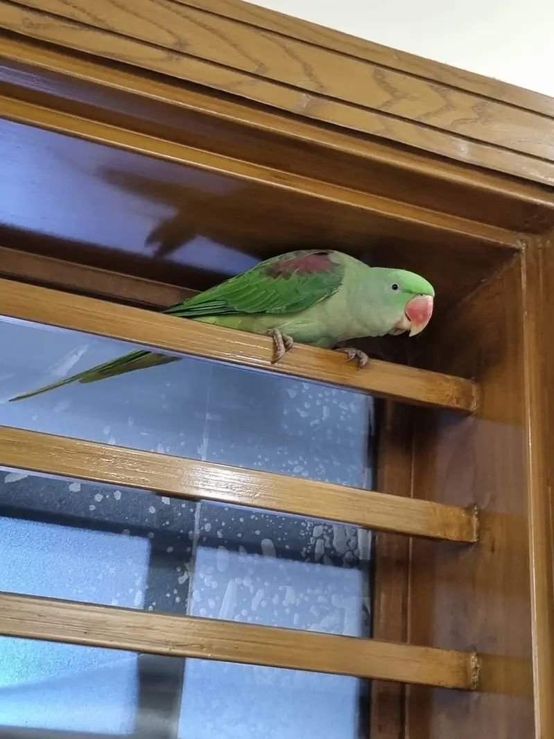 Raw parrot