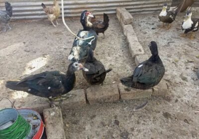 a890bc25-bd02-49cd-8c94-5cd76634ebc5