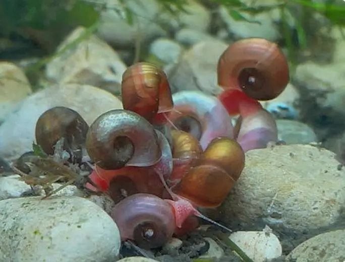 Ramshorn snail