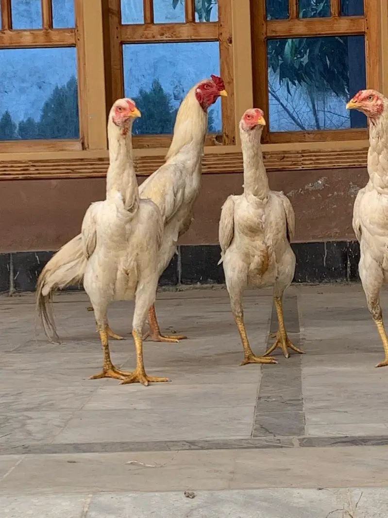 White O Shamo /Aseel shamo /king size/ shamo male/high Quality shamo