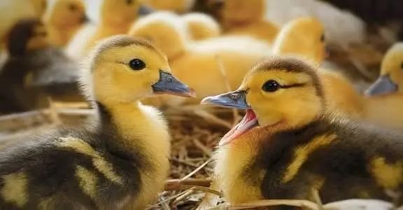 Ducks babies for sale
