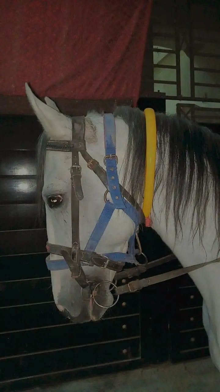 White Horse for sale