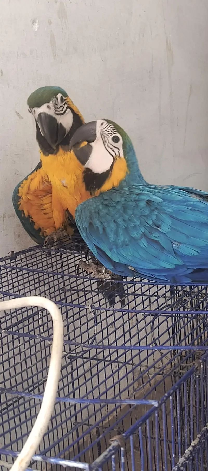 Blue n gold macaw chick available