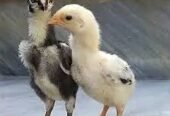 Aseel shamo chick pair