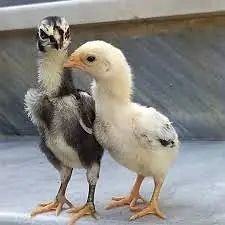 bf5e1ee6-b256-4ccd-8639-3d6d584895ec