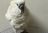 Cockatoo bird