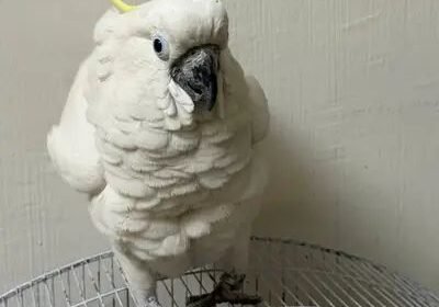 c191449c-0b51-44b2-9d0d-6732ca479b23