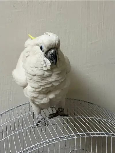 Cockatoo bird