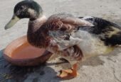 Desi ducks for sale