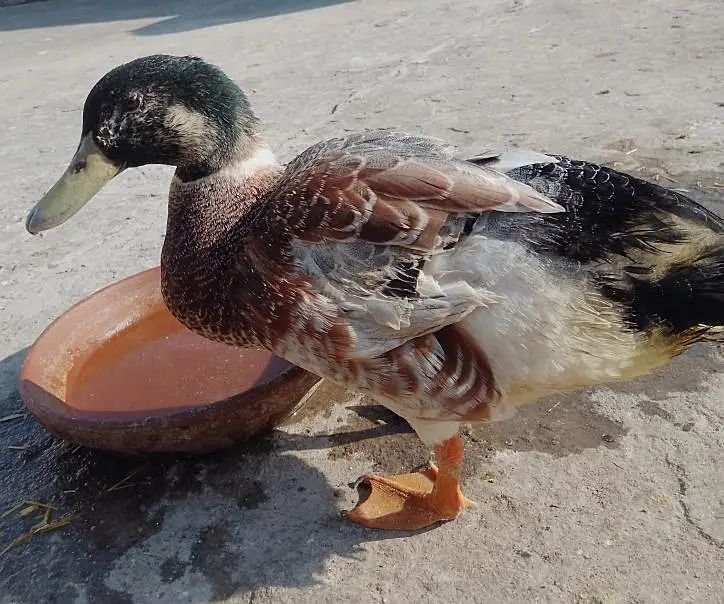 Desi ducks for sale