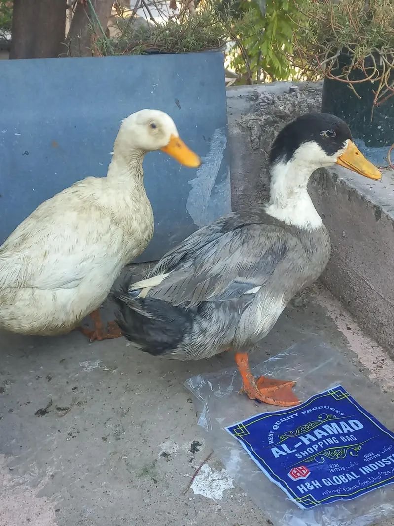 Beautiful Ducks pair