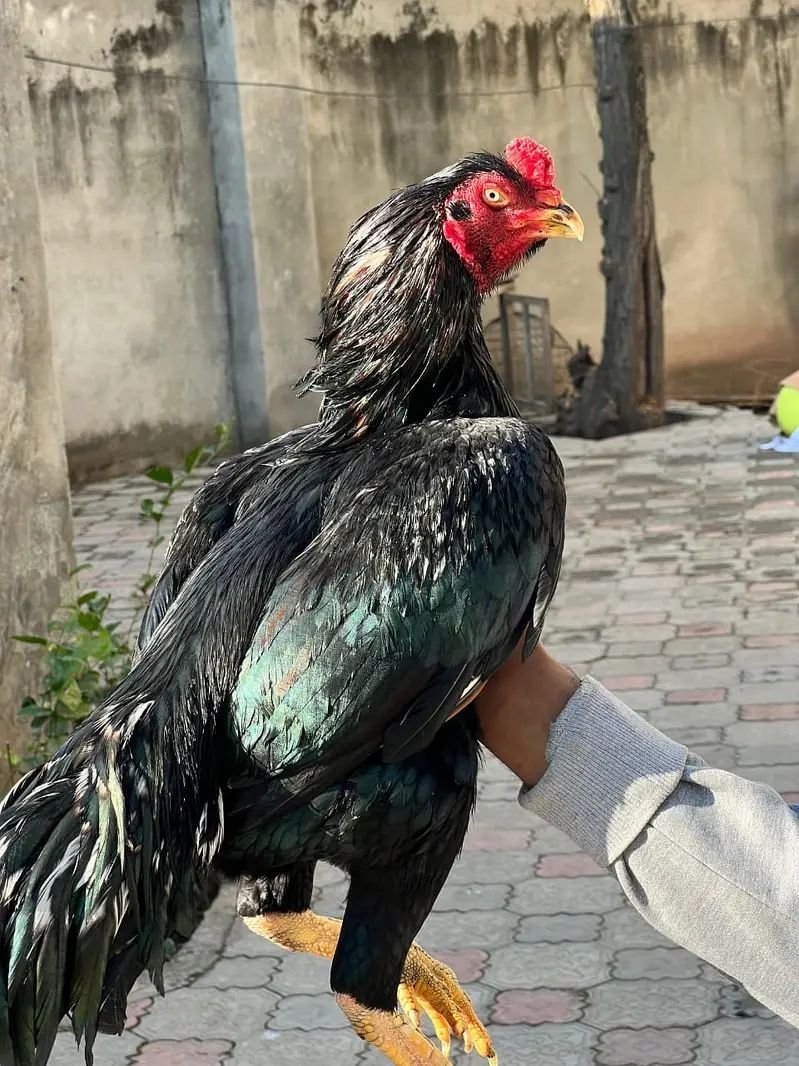 Aseel | lakha |mushka| jawa |lasani