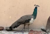 Indian peacock for sale