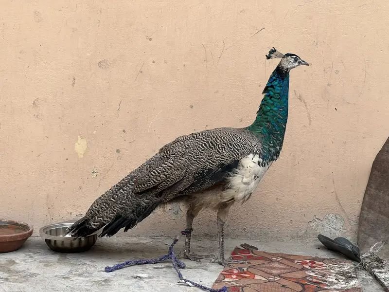 Indian peacock for sale