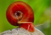 Ramshorn snail