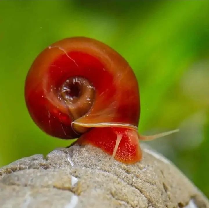 Ramshorn snail