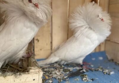 cf67af10-0268-48d5-bd47-b986cf961908