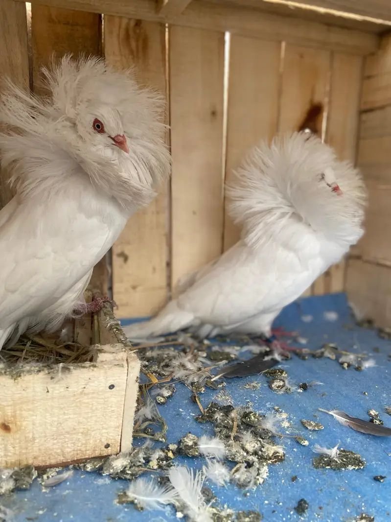 Fancy pigeon pair