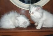 Cat’s babies for sale