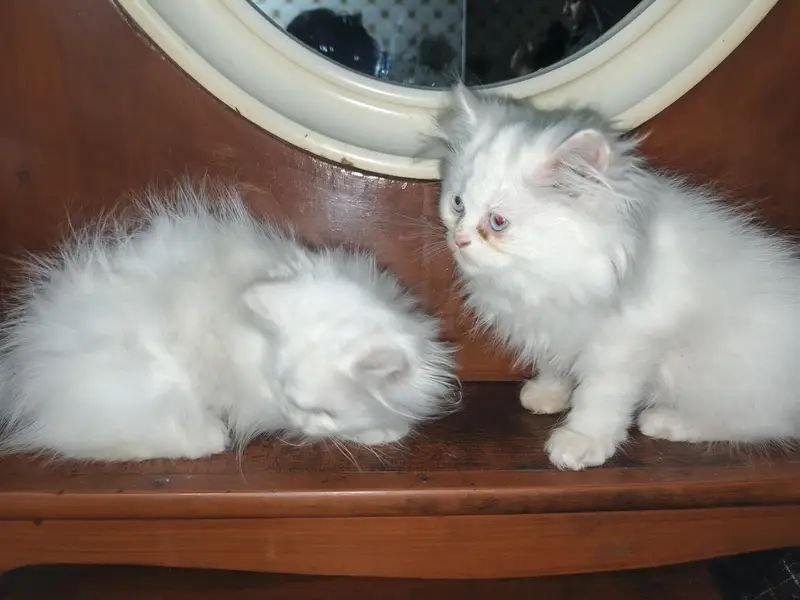 Cat’s babies for sale