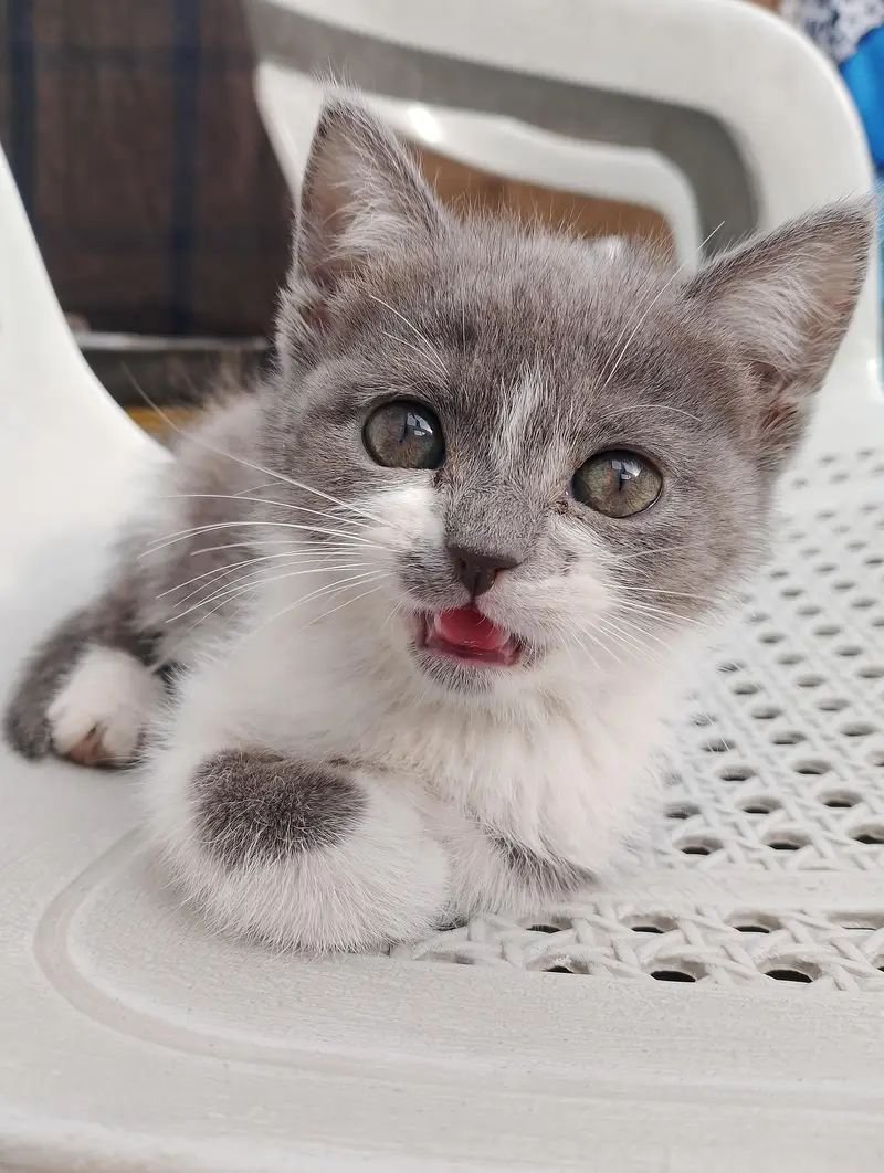 Persian kitten double coat grey and white