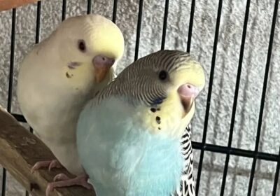 d960a9b7-0df8-4c78-b45d-f9eb8c02f19c