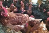 Lohman Brown & Black / egg laying Hens
