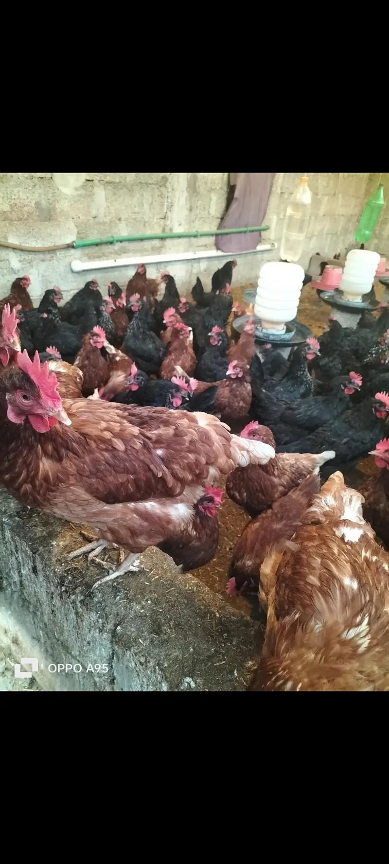 Lohman Brown & Black / egg laying Hens