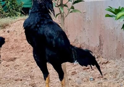 e0ce43b3-ac19-4816-9c50-89c4019951b8