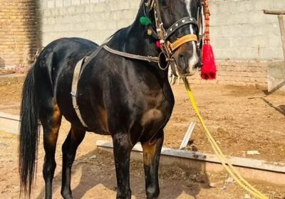 e69557aa-1b4f-4fc2-b5c7-ef0baba38c9a