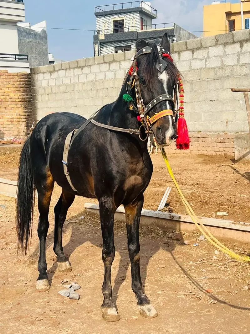Black horse for sale