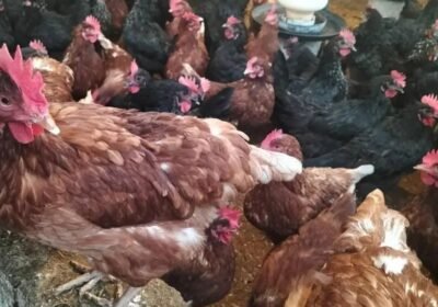 e8a029fd-3808-4f66-b955-7bd9b69c9cd0