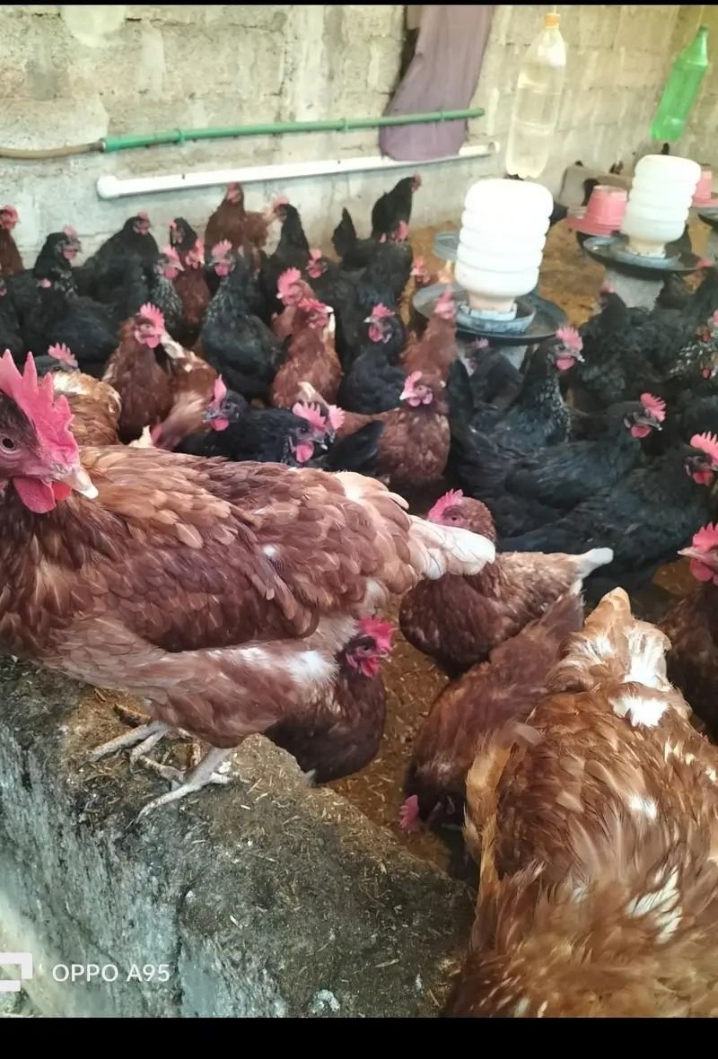 Lohman Brown & Black / egg laying Hens