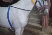 White Horse for sale