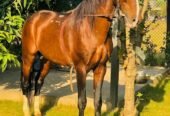 Desi Ravi breed horse