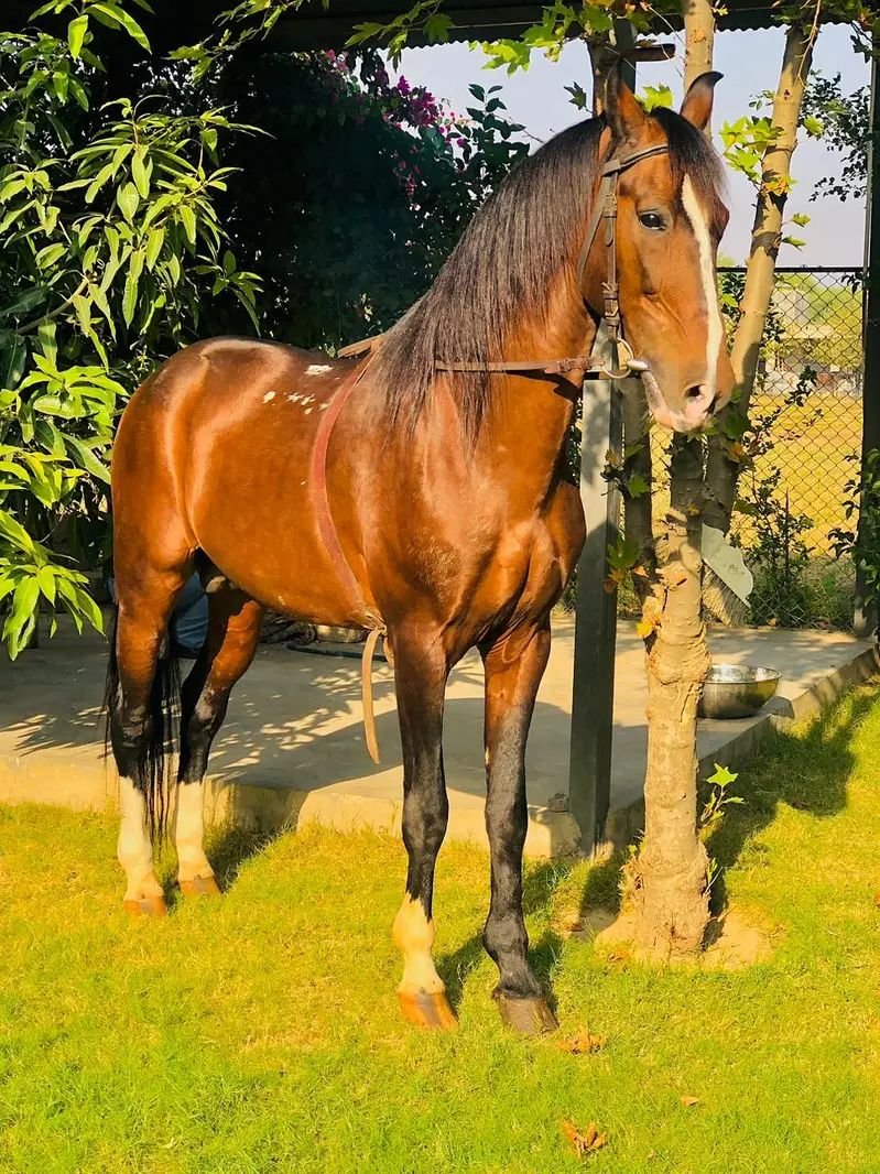 Desi Ravi breed horse