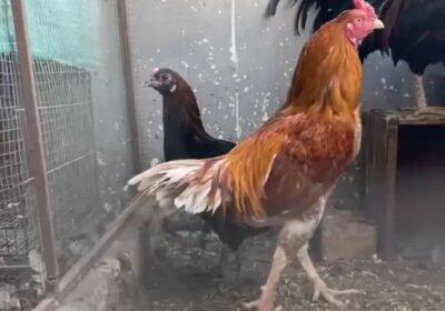 f26a32bc-3610-4c70-8279-3da4ff19c521