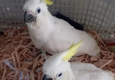 f40f755a-26fa-4f98-be62-267b2fd497ac