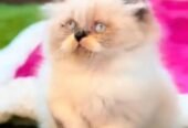 Pure Persian cat vaccinated
