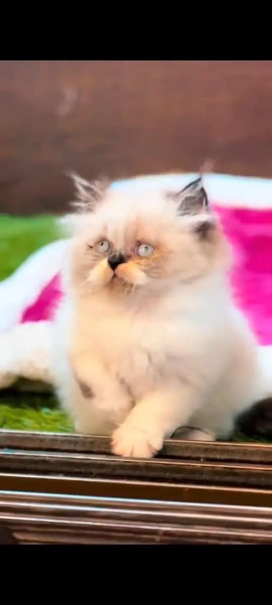 Pure Persian cat vaccinated