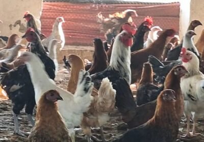 fb619d74-7c7d-4c73-a698-3d4f48b40117