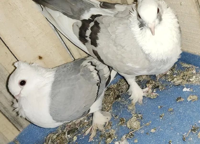 White grey pigeon pair